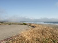 a dog walking on the beach near the water and some grass in the grass of the area