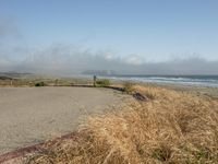 a dog walking on the beach near the water and some grass in the grass of the area