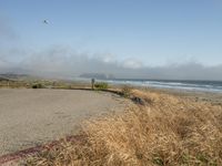 a dog walking on the beach near the water and some grass in the grass of the area