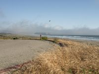 a dog walking on the beach near the water and some grass in the grass of the area