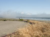 a dog walking on the beach near the water and some grass in the grass of the area