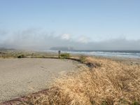 a dog walking on the beach near the water and some grass in the grass of the area