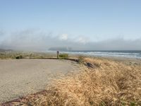 a dog walking on the beach near the water and some grass in the grass of the area