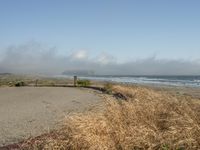 a dog walking on the beach near the water and some grass in the grass of the area