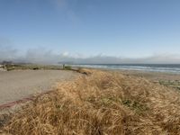 a dog walking on the beach near the water and some grass in the grass of the area