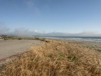 a dog walking on the beach near the water and some grass in the grass of the area