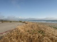 a dog walking on the beach near the water and some grass in the grass of the area