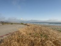 a dog walking on the beach near the water and some grass in the grass of the area