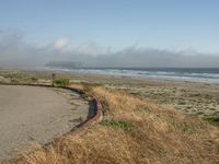 a dog walking on the beach near the water and some grass in the grass of the area