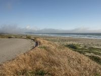 a dog walking on the beach near the water and some grass in the grass of the area