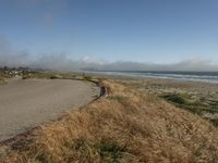 a dog walking on the beach near the water and some grass in the grass of the area