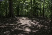 a dog lays on the ground in a wooded area with trees on either side of it