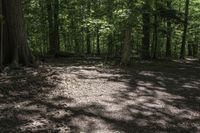 a dog lays on the ground in a wooded area with trees on either side of it