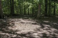 a dog lays on the ground in a wooded area with trees on either side of it