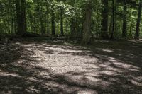 a dog lays on the ground in a wooded area with trees on either side of it