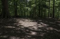 a dog lays on the ground in a wooded area with trees on either side of it