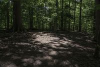 a dog lays on the ground in a wooded area with trees on either side of it