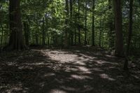 a dog lays on the ground in a wooded area with trees on either side of it