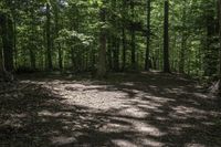 a dog lays on the ground in a wooded area with trees on either side of it