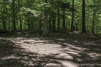 a dog lays on the ground in a wooded area with trees on either side of it