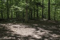 a dog lays on the ground in a wooded area with trees on either side of it