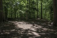 a dog lays on the ground in a wooded area with trees on either side of it