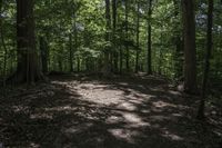 a dog lays on the ground in a wooded area with trees on either side of it