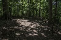 a dog lays on the ground in a wooded area with trees on either side of it