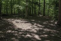 a dog lays on the ground in a wooded area with trees on either side of it