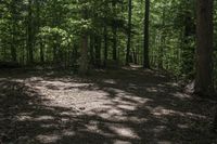 a dog lays on the ground in a wooded area with trees on either side of it