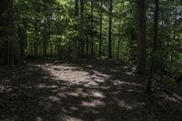 a dog lays on the ground in a wooded area with trees on either side of it