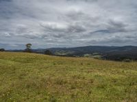 the cow is laying on the mountain top, next to a tree and grassy field