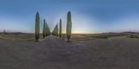 a view of some very wide trees on a dirt road at dusk and a blue sky with a building