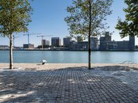 a tree and bench sit on the sidewalk next to the water with buildings in the background