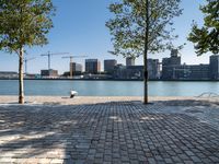 a tree and bench sit on the sidewalk next to the water with buildings in the background