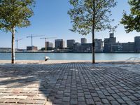 a tree and bench sit on the sidewalk next to the water with buildings in the background