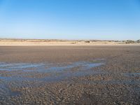 a single black and white dog walking across an empty beach near some sand and grass