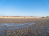 a single black and white dog walking across an empty beach near some sand and grass