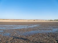 a single black and white dog walking across an empty beach near some sand and grass