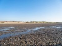 a single black and white dog walking across an empty beach near some sand and grass