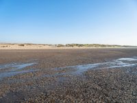 a single black and white dog walking across an empty beach near some sand and grass