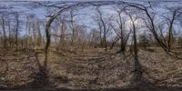 a panorama lens is pictured as it appears to be an eerie place in the woods