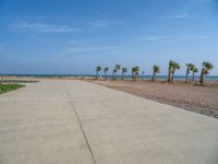 Egypt's Coastal Landscape: Palm Tree-Lined Road