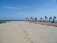 Egypt's Coastal Landscape: Palm Tree-Lined Road