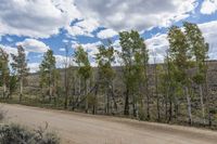 Elevated Dirt Road Forest Landscape 001