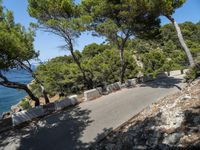 a paved road by the beach with pine trees and a large body of water in the background