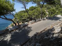 a paved road by the beach with pine trees and a large body of water in the background