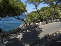 a paved road by the beach with pine trees and a large body of water in the background