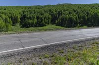 Elevated Road: Asphalt through Forest in the USA