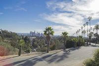 a picture of an image of palm trees on the side of a hill with the city in the distance